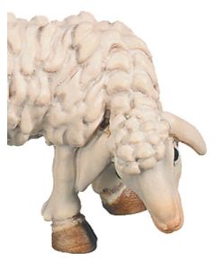 Sheep (Rafael Nativity)