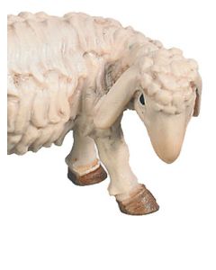 Sheep (Rafael Nativity)
