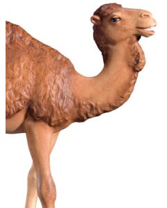 Camel (Rafael Nativity)